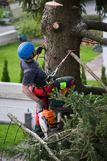 Best Tree Cabling and Bracing  in Perry, LA