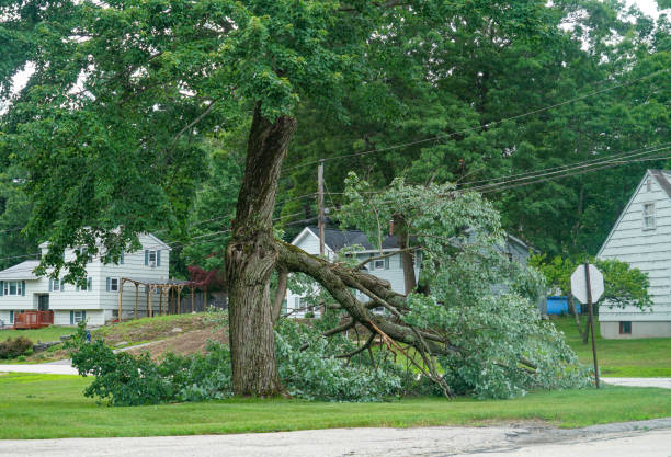 Perry, LA  Tree Services Company